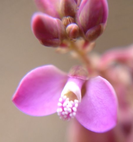 Polygala rhinostigma flower